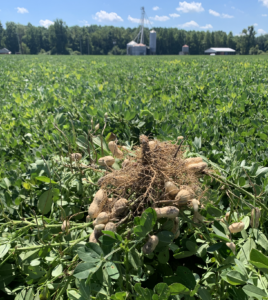 dug peanut vines